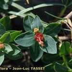 Euphorbia pyrenaica 花