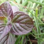 Mentha aquaticaFoglia