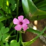 Oxalis articulata Blüte