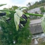 Salvia discolor Blüte