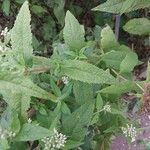 Eupatorium perfoliatum برگ