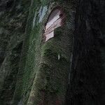 Hylodendron gabunense Corteza