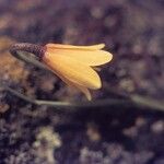 Fritillaria pudica Kvet