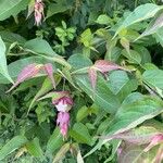 Leycesteria formosa Лист