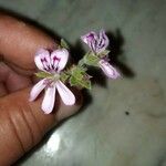 Pelargonium panduriforme Flor