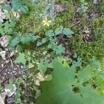 Lactuca muralisFlower