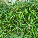 Cascabela thevetia Hoja