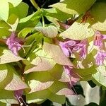 Origanum rotundifolium Flower