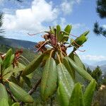 Rhododendron vernicosum Frukt