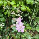 Rubus ulmifoliusFlors