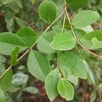 Memecylon umbellatum Leaf