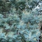 Acacia decurrens 葉