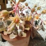 Graptopetalum paraguayenseКвітка