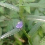 Cyanotis axillaris Floro