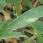 Calendula arvensis Folha