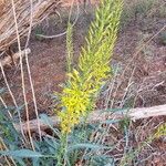 Stanleya pinnata Flor