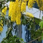 Cassia fistula 葉