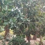 Macadamia integrifolia Συνήθη χαρακτηριστικά