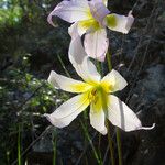 Erythronium helenae Flower