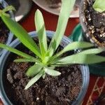 Dianthus caryophyllus Frunză