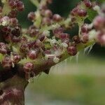 Urtica mairei Habitus