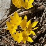 Sternbergia sicula अन्य