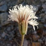 Chaenactis carphoclinia Flower