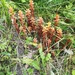 Orobanche flava 花