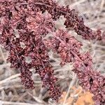 Rumex crispusКветка