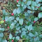 Cotoneaster divaricatus Ліст