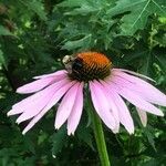 Echinacea purpureaBlüte