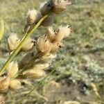 Panicum racemosum Flower