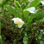 Camellia sinensis 花