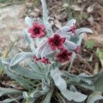 Alkanna tinctoria Λουλούδι