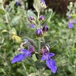 Teucrium fruticansFlower