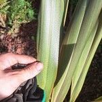 Phormium tenax Leaf