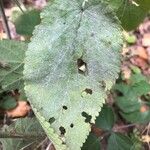 Stachys alpina Blad