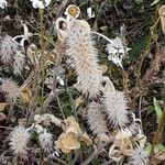Trifolium angustifolium Flor