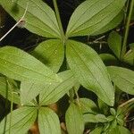 Galium circaezans Leaf