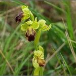 Ophrys lupercalis Mosusu