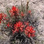 Castilleja applegatei Habit