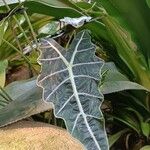 Alocasia longiloba Blatt