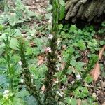 Pseudelephantopus spicatus Flower