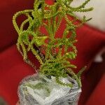 Crassula muscosa 葉