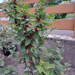 Prunus tomentosa 叶