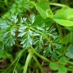 Selinum carvifolium Leaf