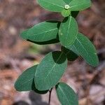 Euphorbia pubentissima Yeri