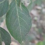 Diospyros whyteana Hoja