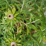 Carlina salicifolia Цветок