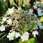 Viburnum trilobum फूल